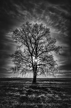 Tree of Life
