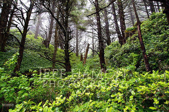 Forest for the...