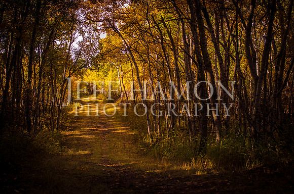 Autumn Path