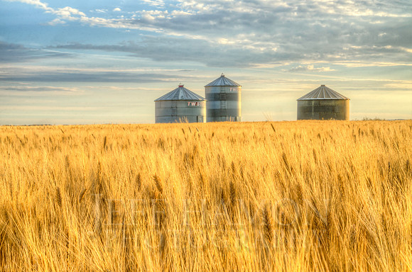 Fall Morning Grain Bins