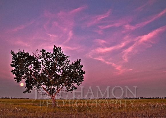 Tree: Season One