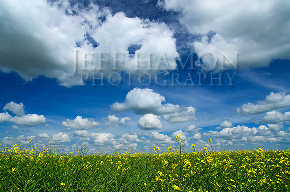 Saskatchewan Summer Canola Sky