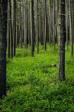 Cypress Hills Warlodge View 20200715