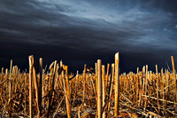 Wheat Wasteland
