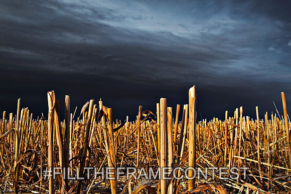 Wheat Wasteland