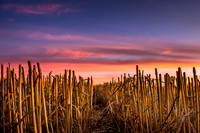 Stubble Sunset