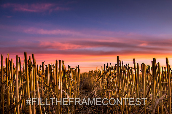 Stubble Sunset