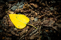 Yellow Leaf Acorn Bed