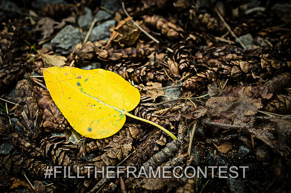 Yellow Leaf Acorn Bed