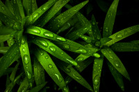 Water on Lily 01