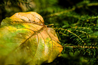 Gold Leaf on Pine