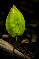 Standing Green Leaf