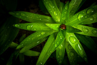 Ladybug Takes Shelter