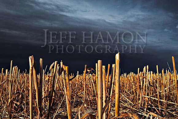 Wheat Wasteland