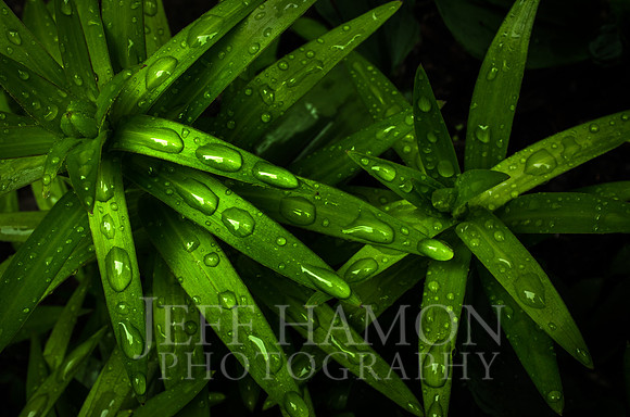 Water on Lily 01