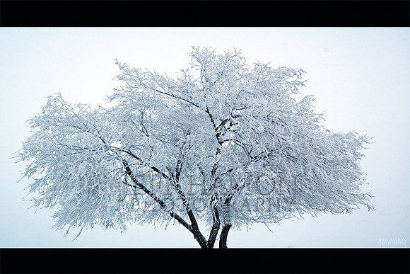 Winter Tree