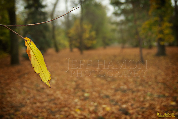 Hanging on to Autumn