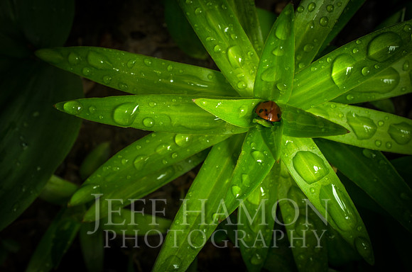 Ladybug Takes Shelter