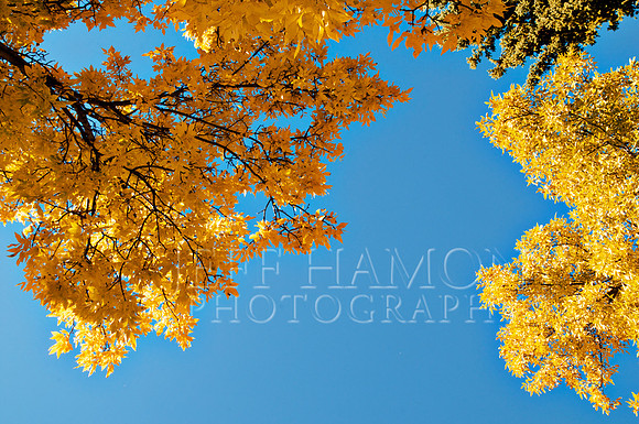Autumn Blue