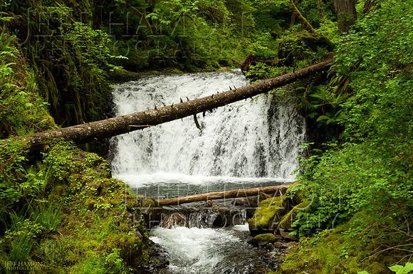 Tree Fall